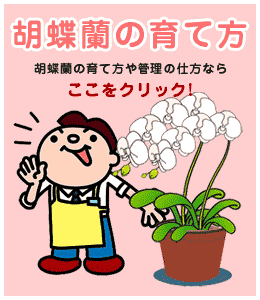 胡蝶蘭の育て方｜胡蝶蘭の管理や育て方なら福岡県田川市のお花の専門店(花屋)グリーンハウス シュガーポット
