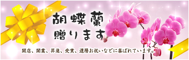 胡蝶蘭の管理や育て方なら福岡県田川市のお花の専門店(花屋)グリーンハウス シュガーポット